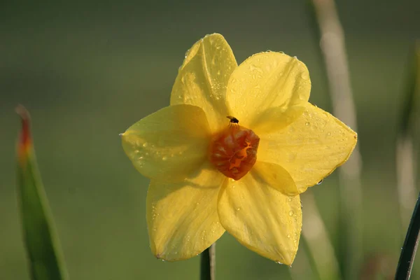 一朵小小的水果挂在一朵潮湿的黄色水仙花上 — 图库照片