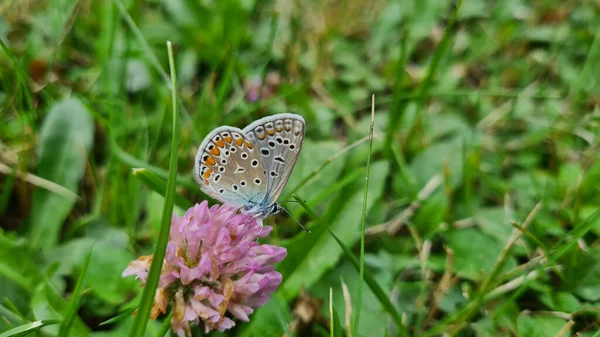 Beautiful Blue Copper Butterfly Sitting Purple Flower Meadow — Zdjęcie stockowe