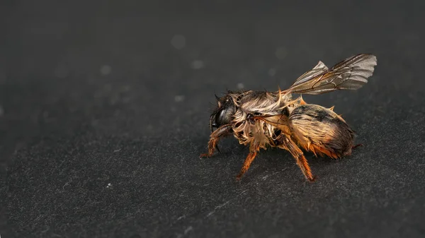 Closeup Shot Wet Fluffy Bumble Bee Gray Surface — Photo