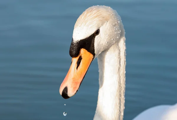 Portrait White Swan Lake — Zdjęcie stockowe