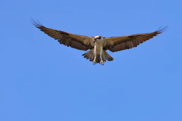 Balbuzard Pêcheur Pandion Haliaetus Également Connu Sous Nom Faucon Marin — Photo