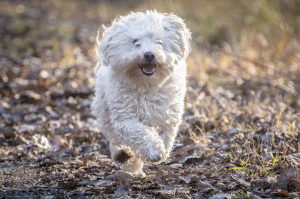 Cute Funny White Bolognese Dog Running Outdoors Daytime — Zdjęcie stockowe