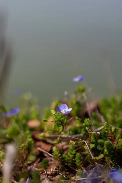 Květina Perský Speedwell Krásné Zahradě — Stock fotografie