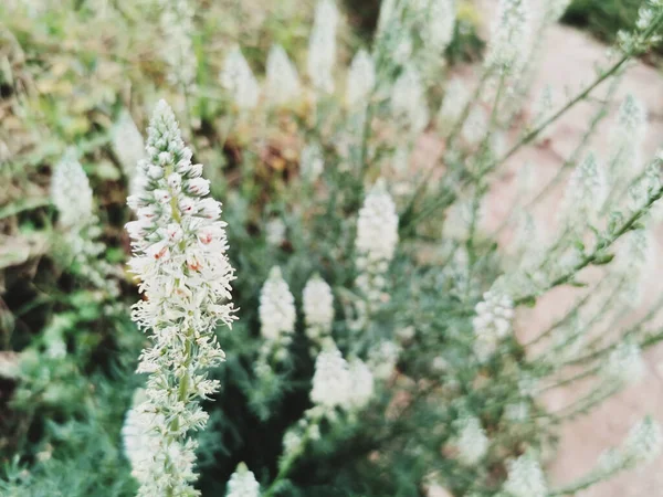 Closeup Reseda Plant Flowers Growing Outdoors — Photo