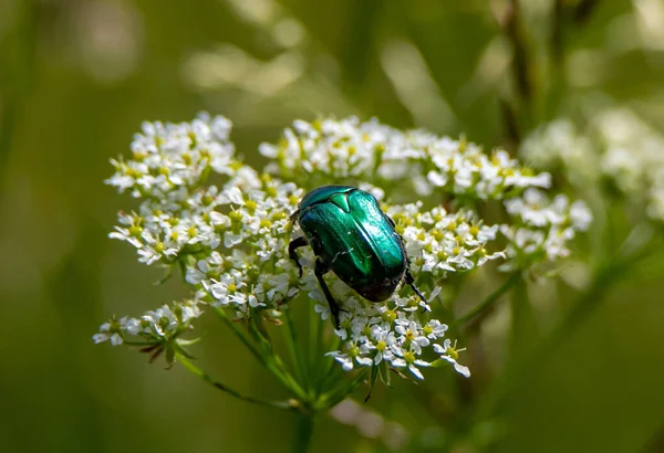 Cetonia Aurata Beetle Flower Nature Summer Green — Stock Photo, Image