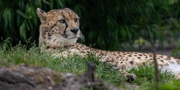 View Beautiful Cheetah Laying Enjoying Sun — Stock Photo, Image