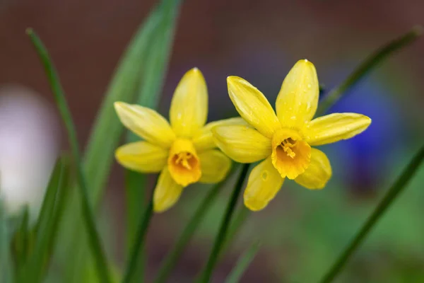 Closeup Shot Two Yellow Daffodils Botanical Garden Moscow State University — Stockfoto