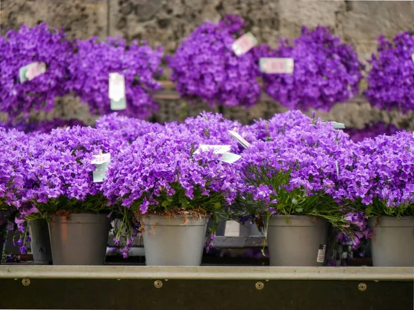 Producers Selling Plants Flowers Street Spring City Event — Fotografia de Stock