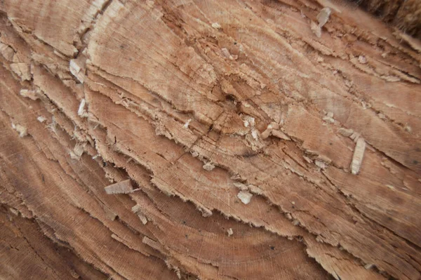 伐採後の木の質感 森の木 — ストック写真