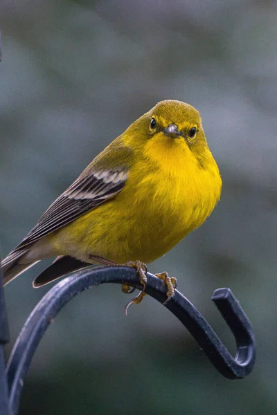 Beautiful Shot Pine Warbler — Stock Photo, Image