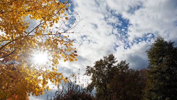 Beautiful View Sunny Sky Aspen Trees Fall Colors — Stock Photo, Image
