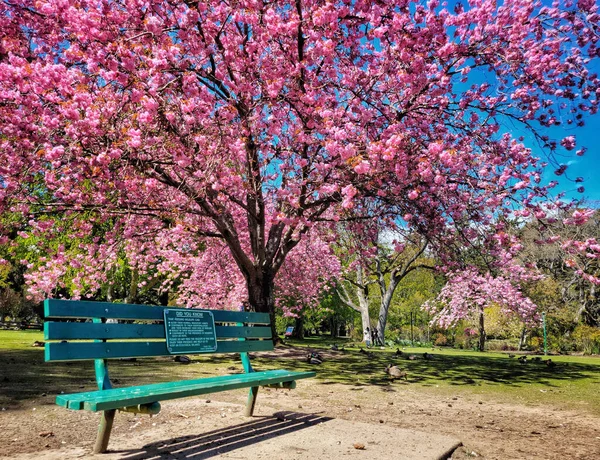 Beautiful Shot Wooden Bench Front Big Cherry Blossom Tree Sunny — Foto de Stock