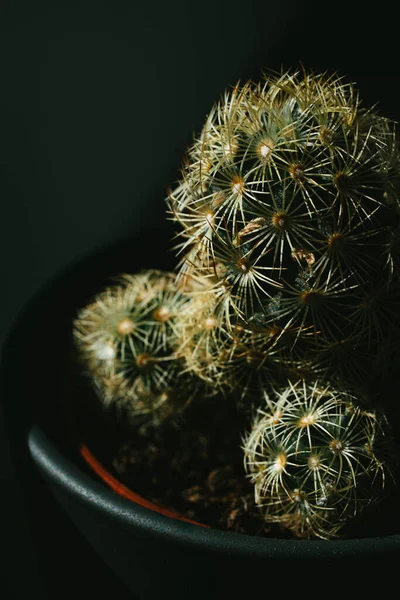 Pionowe Zbliżenie Ujęcia Kolczastej Doniczkowej Rośliny Kaktusa — Zdjęcie stockowe
