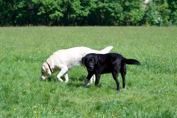 Scenic View Cute Dogs Walking Green Field Sunny Weather — Fotografia de Stock