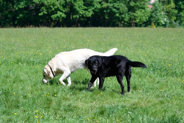 Scenic View Cute Dogs Walking Green Field Sunny Weather — Stock fotografie