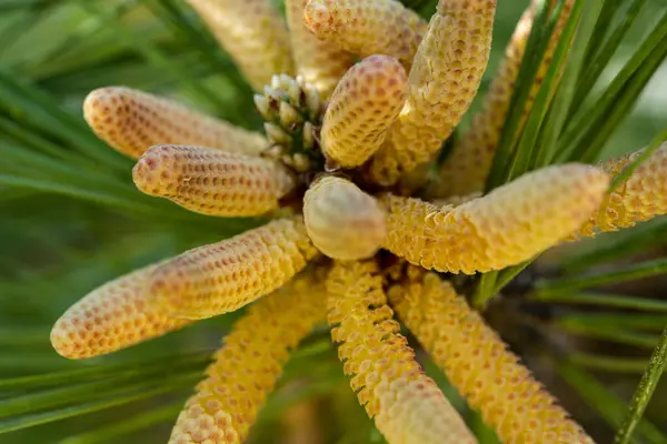 Closeup Shot Detail Pinus Massoniana Green Leaves Garden Sunny Day — Stock Photo, Image