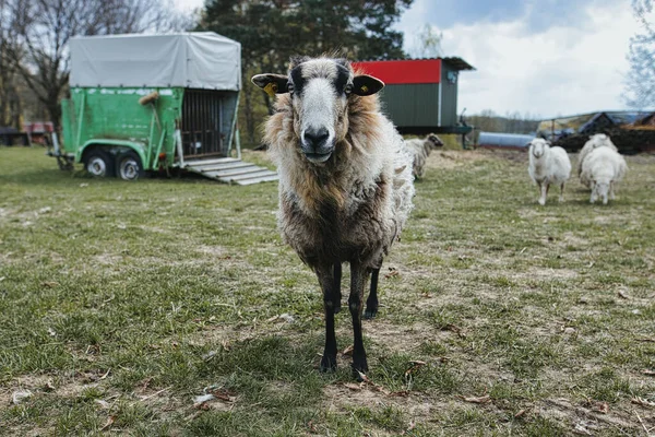 Old Sheep Rural Area Daylight — Zdjęcie stockowe