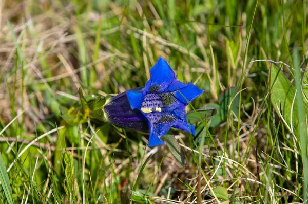 Closeup Blue Gentiana Acaulis Flower — Stock Photo, Image