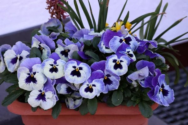 Beautiful Pansies Grow Garden House — Stock Photo, Image