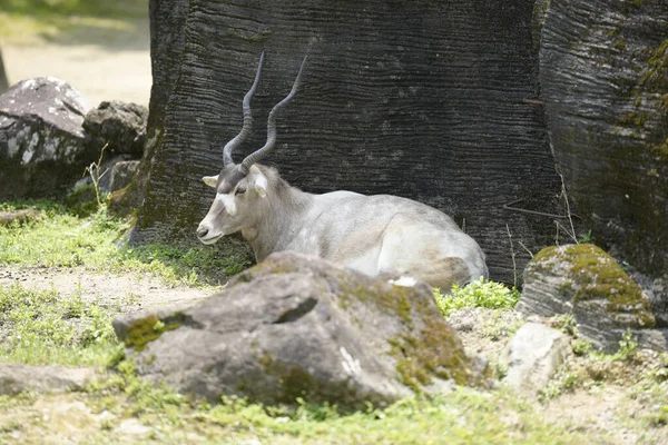 Beautiful Addax Horns Relaxing Ground Taipei Zoo — Stockfoto