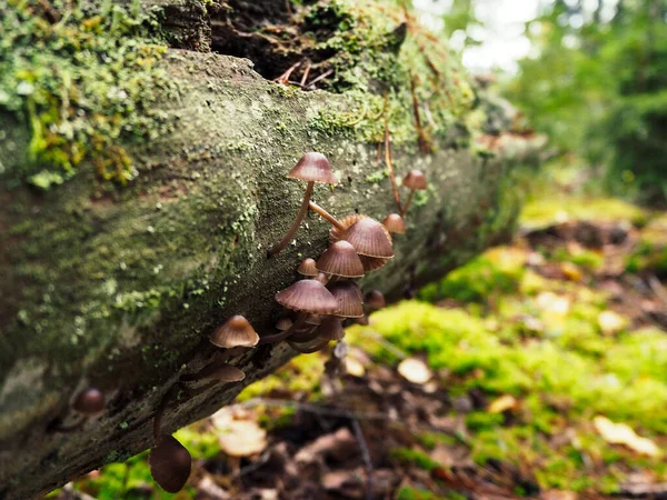 Closeup Breeding Fairy Helmet Growing Wooden Surface Djurgarden Stockholm Sweden — Stok fotoğraf