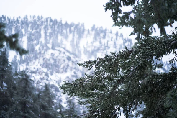 Closeup Coniferous Tree Branches Snowy Hillside California United States — Zdjęcie stockowe