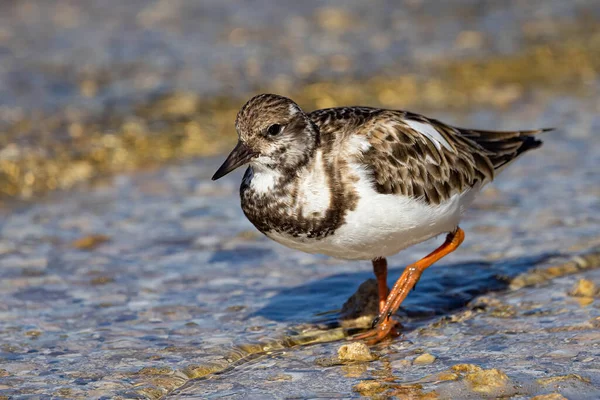 Closeup Shot Ruddy Turnstone Arenaria Interpres Walking Shore Lake — Stockfoto