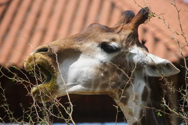 Selektiv Fokusbild Giraffhuvudet — Stockfoto