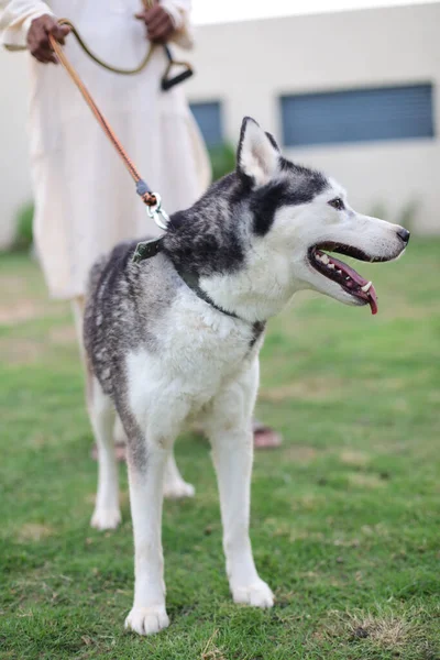 Vertical Closeup Siberian Husky Green Lawn Park Selected Focus — Stock Photo, Image