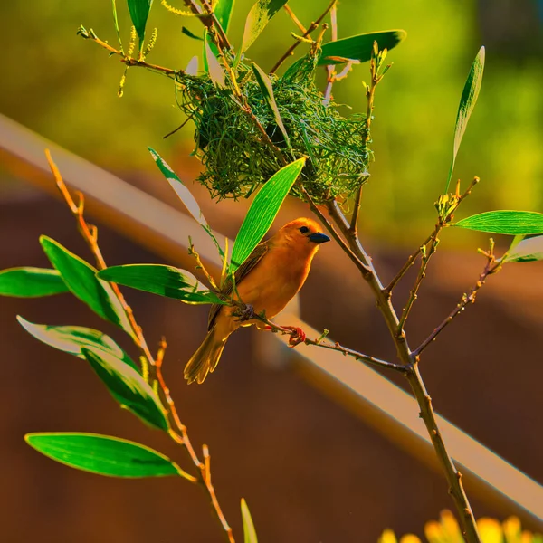 Beautiful Orange Bird Perched Tree Branch — Fotografia de Stock