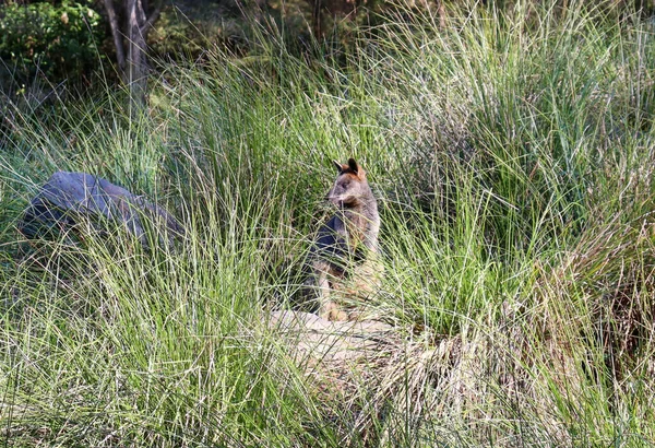 Swamp Wallaby Field Dry Plants Grass — Stok fotoğraf