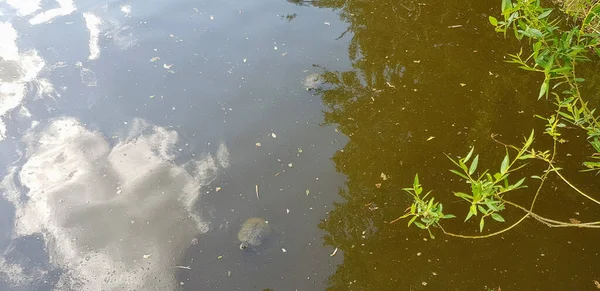 Żółw Pływający Błotnistym Jeziorze — Zdjęcie stockowe