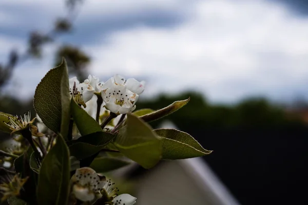 Ένα Κοντινό Πλάνο Ενός Κλαδιού Από Άνθη Αχλαδιού Ανθισμένα Λουλούδια — Φωτογραφία Αρχείου