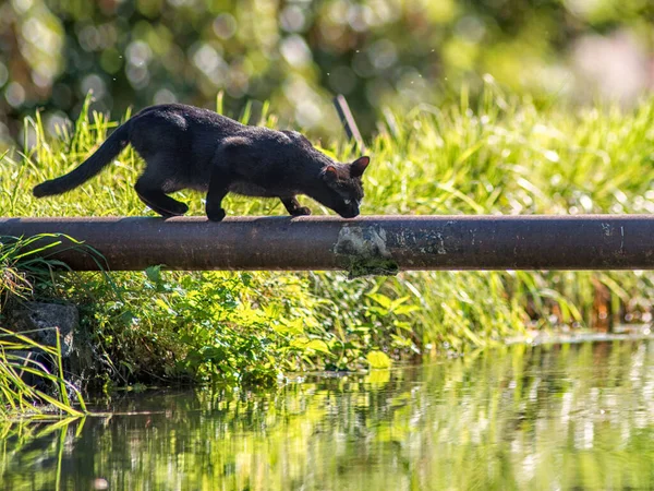 Black Cat Balancing Pipe River Looking Prey — Stockfoto