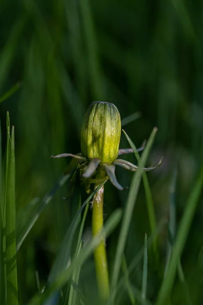 Vertical Shot Dandelion Flower Bud Field — Stock Photo, Image