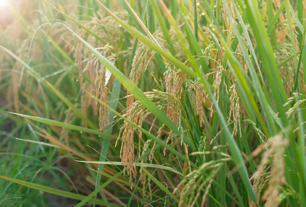 Closeup Ripe Rice Field — Stock Photo, Image
