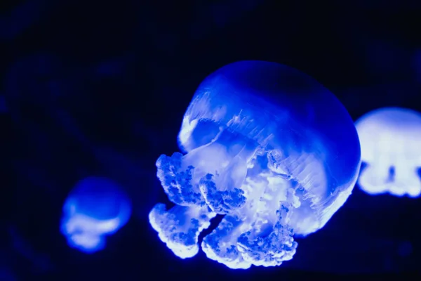 Closeup Beautiful Barrel Jellyfish Dark Background Rhizostoma Pulmo — Fotografia de Stock