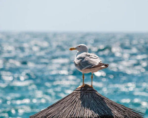 Selective Focus Shot Seagull Rooftop Sea Croatia — Stock Photo, Image