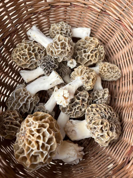 Top View Shot Fresh Blossom True Morels Fungus Straw Basket — Stock Photo, Image