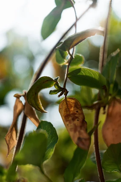 Vertical Closeup Shot Leaves Pear Tree — Foto Stock