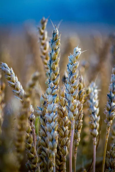 Khorasan Wheat Oriental Wheat Commercially Known Kamut Tetraploid Wheat Species — Fotografia de Stock