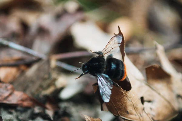 Closeup Shot Bumblebee Dried Leaf Forest — Photo