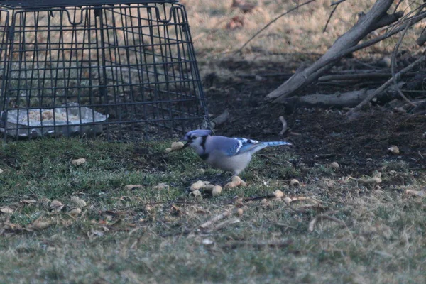 Blue Jay Eating Some Seeds Green Grass — Fotografia de Stock