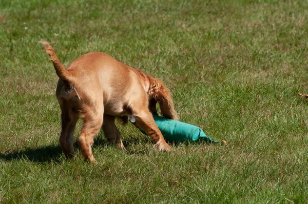 Young English Cocker Spaniel Puppy Training Fetch Canvas Hunting Dummy — Stock Photo, Image