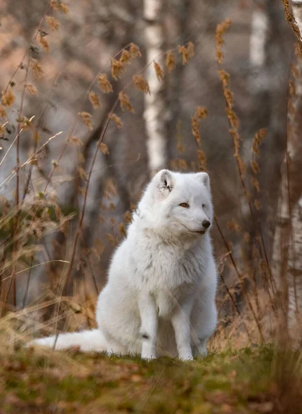 Vertical Shot Arctic Fox Forest Day — Stok fotoğraf
