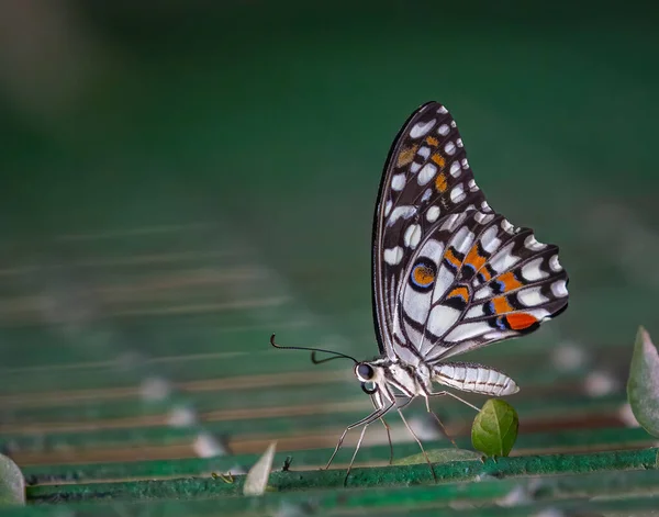 Lime Butterfly Resting Wire Net Garden — Stock Photo, Image