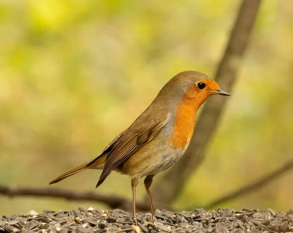 A closeup shot of the European Robin bird on a black oil sunflower seeds with a blurred background
