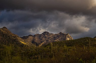 THE SANTA CATALINA MOUNTAINS WITH DARK CLOUDY SKYS AND CACTUS INTHE FOREGROUND NEAR TUCSON ARIZONA