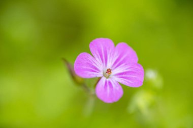 Herb Robert Flowers 'ın Zalaegerszeg, Macaristan' daki Csacsi botanik bahçesindeki bulanık arkaplan fotoğrafı.