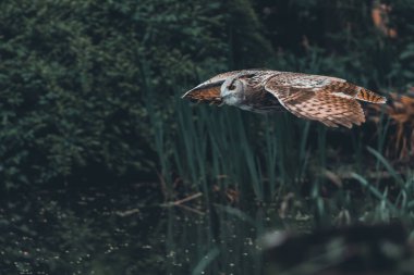 Arka planda ağaçlarla uçan Avrasyalı bir kartal baykuş.